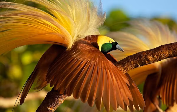 Chim thiên đường đực không chỉ có bộ lông đầy màu sắc tuyệt vời mà còn có khả năng nhảy múa, tạo dáng và thay đổi hoàn toàn hình dạng của mình để tán tỉnh những con chim cái có vẻ ngoài ít sặc sỡ hơn.