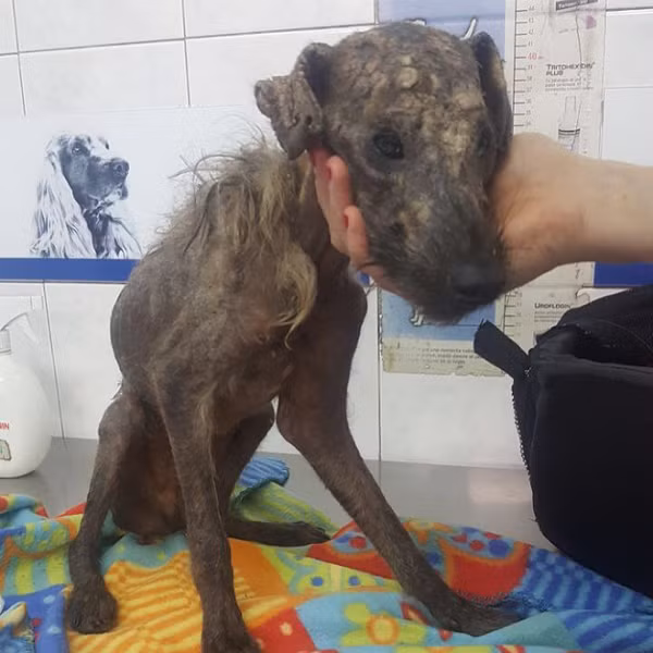 Cô lập tức mang nó đến phòng khám thú y, các bác sĩ cho biết, nếu 2 ngày tới, nó không thể vượt qua được thì coi như không còn hy vọng sống sót nữa.