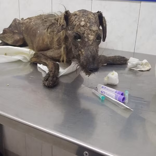 Vào dịp Giáng sinh, khi Pia tới thăm một người bạn ở khu phố khác thì bắt gặp một chú chó đang nằm ngoài đường, không cử động, đôi mắt vô hồn, không còn sức sống.
