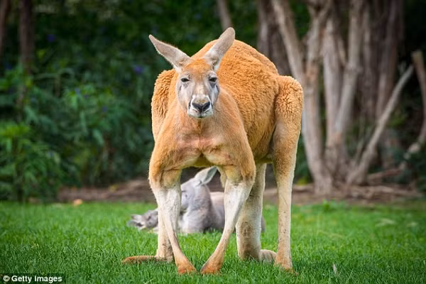 Rất may là chồng của cô đã can thiệp kịp thời để có thể đuổi con Kangaroo và đưa cô đi cấp cứu.
