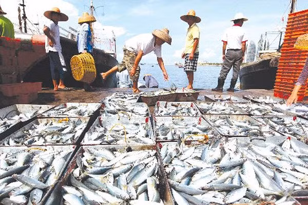 Trong thời gian tới, một số đảo quốc có thể sẽ bị chìm do nước ở Thái Bình Dương dâng lên.