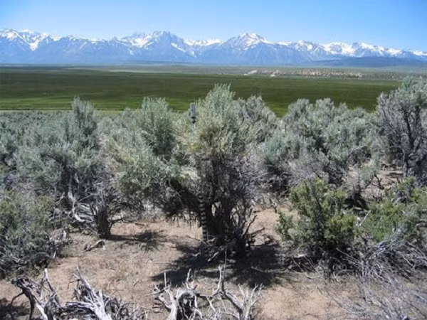 Cây ngải đắng (tên khoa học: Artemisia tridentate) có khả năng khá đặc biệt là có thể gửi tín hiệu cảnh báo cho “đồng bọn” khi bị tấn công. Cây ngải đắng thường bị các loại côn trùng phá hoại tấn công vào lá và thân cây.