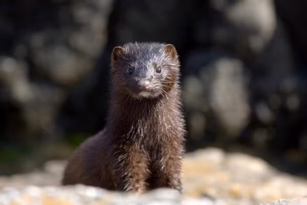 Có 2 loài còn sinh tồn trong phân họ Mustelinae, tức là chồn nâu châu Mỹ (Neovison vison) và chồn nâu châu Âu (Mustela lutreola). Ngoài ra còn có 1 loài đã tuyệt chủng là chồn biển (Neovison macrodon) có liên quan đến các chồn Mỹ, nhưng lớn hơn nhiều.