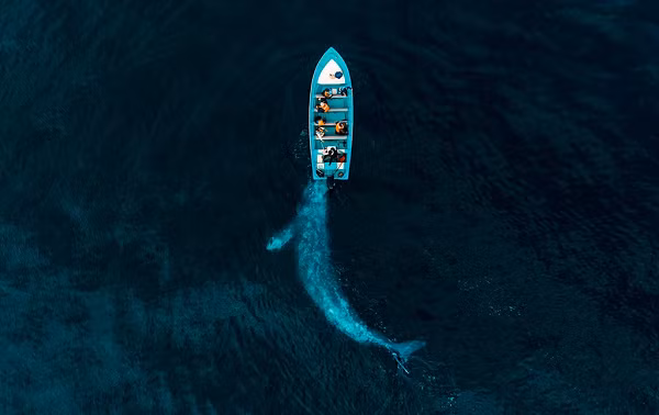 Người chiến thắng chủ đề "Thiên nhiên" là Joseph Cheires với bức ảnh chụp cá voi xám. "Tôi có nghe kể về một con cá voi xám thường đùa nghịch với những chiếc thuyền. Nó đẩy chúng đi. Tôi đã đến đây và thật sự kinh ngạc khi nó xuất hiện. Đây chính là kết quả", anh nói.
