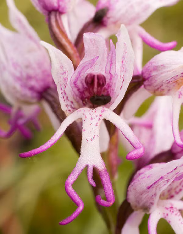 Loài hoa có nguồn gốc từ Địa Trung Hải này có tên gọi rất đỗi ‘ngại ngùng’ là ‘Naked man orchid’. Những bông hoa khiến người ta liên tưởng đến những người đàn ông khỏa thân với khuôn mặt tươi cười. Loài hoa này sống ở độ cao 1300 m và có thể đạt tới chiều dài hơn 50 cm.