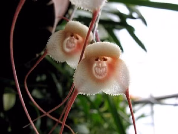 Tên khoa học của loài hoa này là ‘Dracula simia “, được đặt tên bởi nhà thực vật học Luer vào năm 1978. Cái tên chỉ ra hai đặc điểm khác nhau của chúng. Phần đầu tiên ‘Dracula’ là những sợi dài của hoa. Đó là bởi những sợi hoa này trông như những chiếc răng nanh của Dracula. Phần thứ hai tên ‘simia’ chỉ phần mặt khỉ của bông hoa.