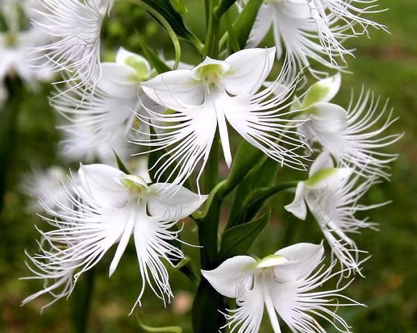 Hoa lan cò trắng hay còn được gọi với cái tên khoa học Pecteilis radiata là một loài thực vật có hoa mang vẻ đẹp nổi bật ‘không lẫn vào đâu được’ có nguồn gốc từ châu Á. Nó còn được gọi là phong lan có tua và Sagiso.
