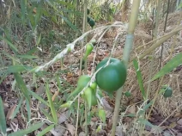Chưa kể, trong quá trình hình thành quả, nó có thể rơi rụng hoặc bị động vật khác ăn mất. Do đó, để ăn được tre lê bạn phải thực sự rất may mắn.