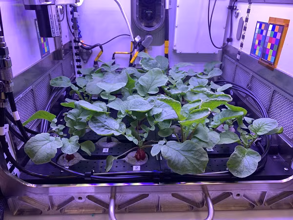 Thí nghiệm mang tên Plant Habitat-02 (PH-02) là thí nghiệm đầu tiên của NASA trồng củ cải ngoài không gian. Loài thực vật này được lựa chọn vì chúng cần ít sự chăm sóc nhưng phát triển nhanh (có thể thu hoạch chỉ sau 27 ngày) và rất giàu dinh dưỡng.