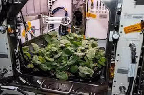 Các phi hành gia sẽ tiếp tục triển khai thí nghiệm trồng củ cải trên không gian, trồng và thu hoạch một đợt củ cải khác để các nhà khoa học có thể thu thập thêm dữ liệu.