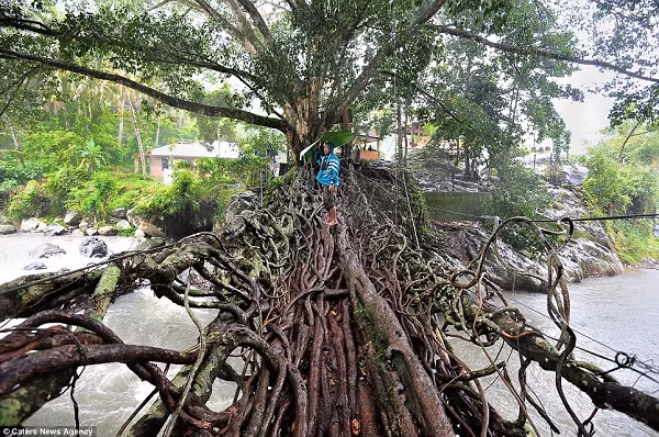Đó là rễ của hai cây nằm hai bên bờ con sông Batang Bayang chảy xiết, chúng liên kết với nhau vô cùng chắc chắn. Cho đến nay, cây cầu trở thành một kỳ quan thiên nhiên có tên gọi là “Jembatan Akar”, một trong những điểm thu hút khách du lịch nổi tiếng.