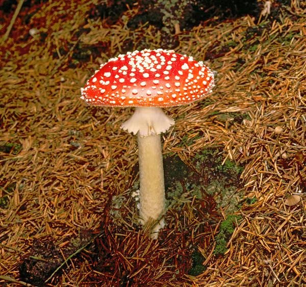  Nấm tán bay (Fly Agaric), tên khoa học Amanita muscaria, có vẻ ngoài giống những cây nấm trong truyện cổ tích, với mũ nấm màu đỏ, đốm trắng. Người và các loài động vật vô tình ăn phải loại nấm này sẽ bị trúng độc và có thể tử vong.