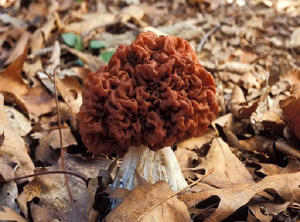 Nấm False Morel, tên khoa học Gyromitra esculenta, có hình dáng giống não người. Đây là một trong những món ăn khá phổ biến ở bán đảo Scandinavia và vùng Đông Âu. Nấm False Morel khá đặc biệt. Nếu ăn sống nó, bạn sẽ tử vong. Nhưng nếu được nấu chín đúng cách, loại nấm này có hương vị vô cùng tuyệt vời.