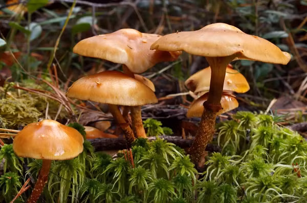 Nấm Webcap, tên khoa học Cortinarius rubellus, là loại nấm vô cùng độc, chỉ cần ăn một lượng nhỏ cũng đủ gây chết người. Nếu may mắn thoát chết, người trúng độc phải chạy thận suốt đời hoặc ghép thận. Trong nấm Webcap chứa orellanine, độc tố rất mạnh đến nay chưa có thuốc giải độc hiệu quả.