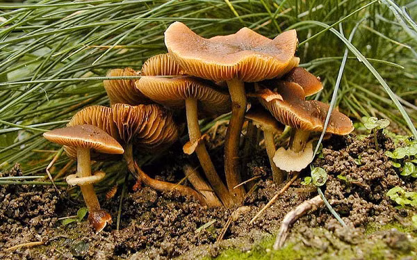 Nấm Conocybe Filaris thường mọc trên các bãi cỏ và có nguồn gốc ở khu vực Thái Bình Dương, phía Tây Bắc nước Mỹ. Loại nấm này chứa độc tố amatoxin đặc biệt nguy hiểm, nếu ăn phải sẽ bị tổn thương gan nghiêm trọng và không thể chữa trị.