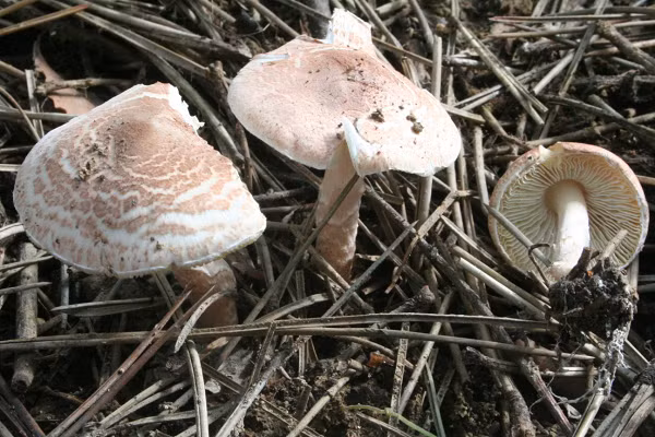 Nấm Deadly Dapperling, thuộc họ Lepiota, thường mọc trong các khu rừng thông ở châu Âu và Bắc Mỹ. Loại nấm này chứa amatoxin, độc tố gây ra 80-90% ca tử vong do ngộ độc nấm.