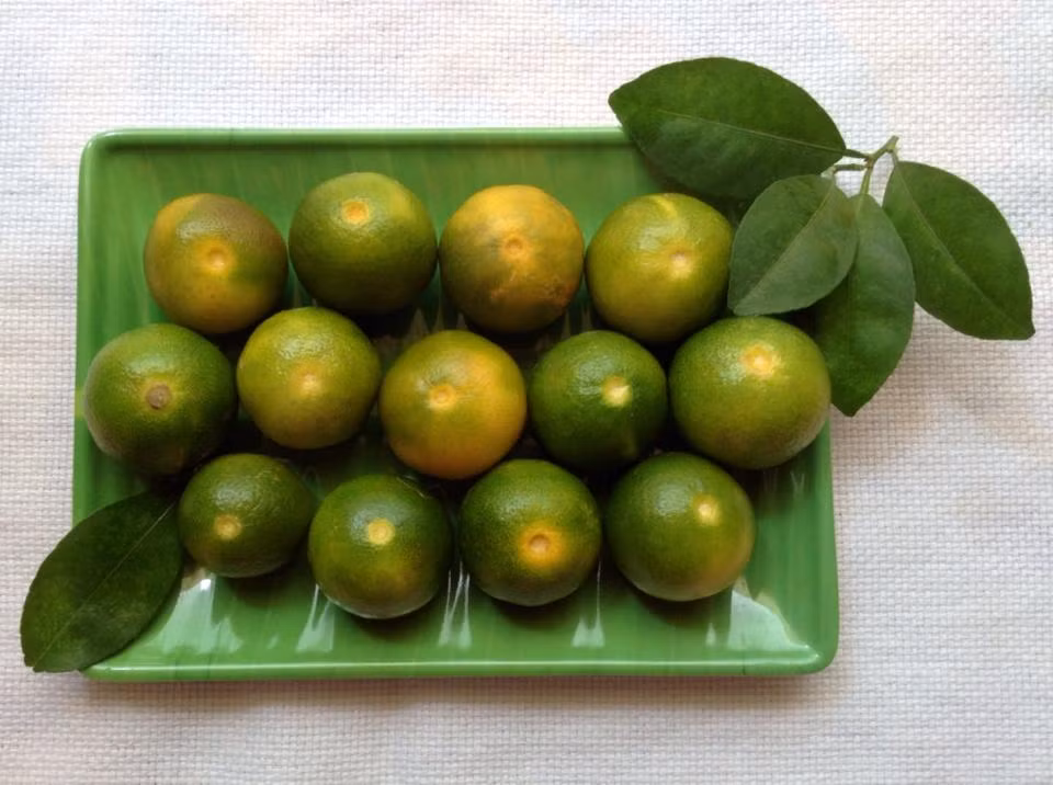 Bước 1: Tắc hoặc quất ngâm nước muối pha loãng trong 30 phút 