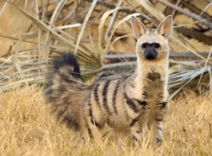 Chó sói đất, tên tiếng Anh là aardwolf, tên khoa học là Proteles cristata, là một loài động vật có vú nhỏ, ăn côn trùng, có nguồn gốc Đông Phi và Nam Phi. Đôi khi, chó sói đất cũng được gọi là "chó rừng maanhaar". (Nguồn Bored Panda)