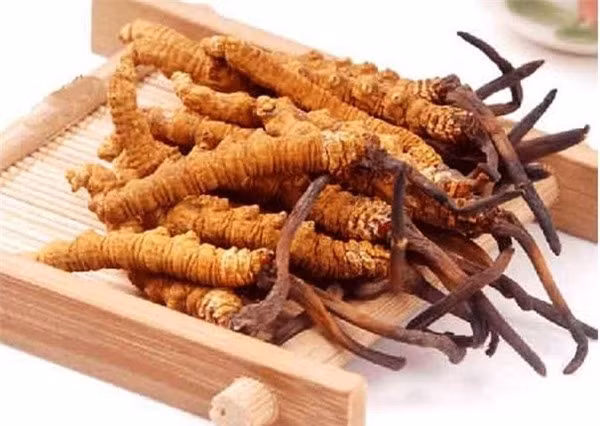 Đông trùng hạ thảo của Việt Nam có thể còn tốt hơn của Tây Tạng Dong trung ha thao cua Viet Nam co the con tot hon cua Tay Tang