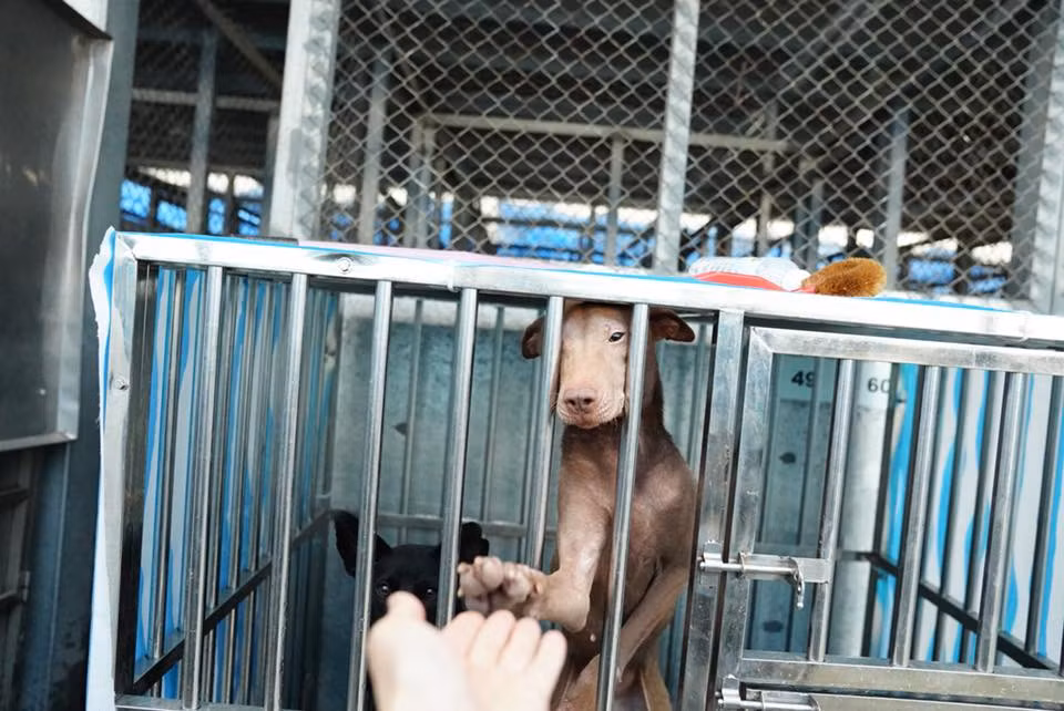 Nhìn hình ảnh này, trái tim bạn sẽ quặn thắt vì thương xót - Hình 2 Nhin hinh anh nay, trai tim ban se quan that vi thuong xot-Hinh-2
