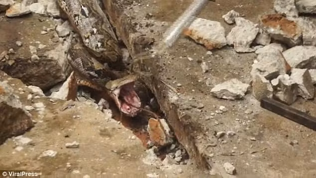 Trong lúc đó, con trăn vẫn cuộn mình di chuyển trên sân để tìm chỗ ẩn nấp. Sau cùng, nó tìm được một khe nứt giữa những tấm bê tông và quyết định chui xuống đó với mục đích nằm nghỉ ngơi, tiêu hóa con mồi cực khủng mà mình vừa săn được. (Nguồn Dailymail)