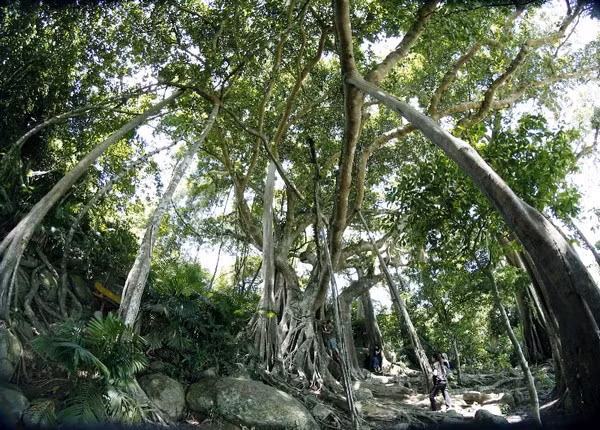 Cây đại thụ ngàn năm tuổi trên bán đảo Sơn Trà quanh năm tỏa bóng, phủ một màu xanh ngắt.
