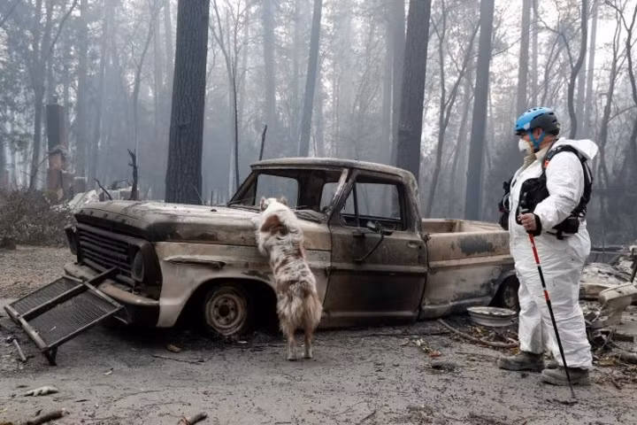 Trish Moutard – một thành viên của Hội Chó cứu hộ California, đang cùng chú chó IC của mình tìm kiếm bên trong một chiếc xe hơi đã cháy rụi và đống đổ nát của một ngôi nhà.