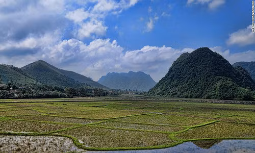 Cánh đồng lúa mênh mông ở Phong Nha, tỉnh Quảng Bình.