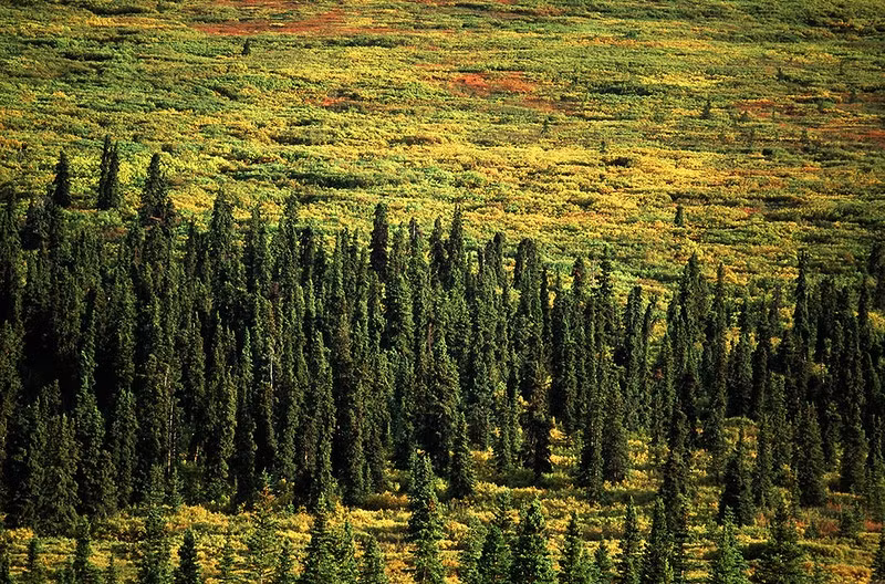 Rừng Taiga vùng Siberia là khu rừng rộng lớn nhất thế giới.