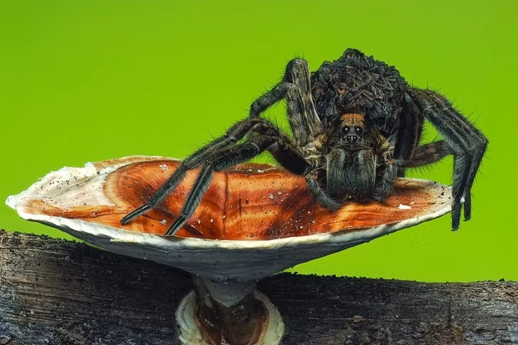 Dù vẻ ngoài có thể khiến nhiều người e sợ, nhện sói vẫn là một phần quan trọng trong hệ sinh thái, giúp kiểm soát số lượng côn trùng và duy trì sự cân bằng tự nhiên.