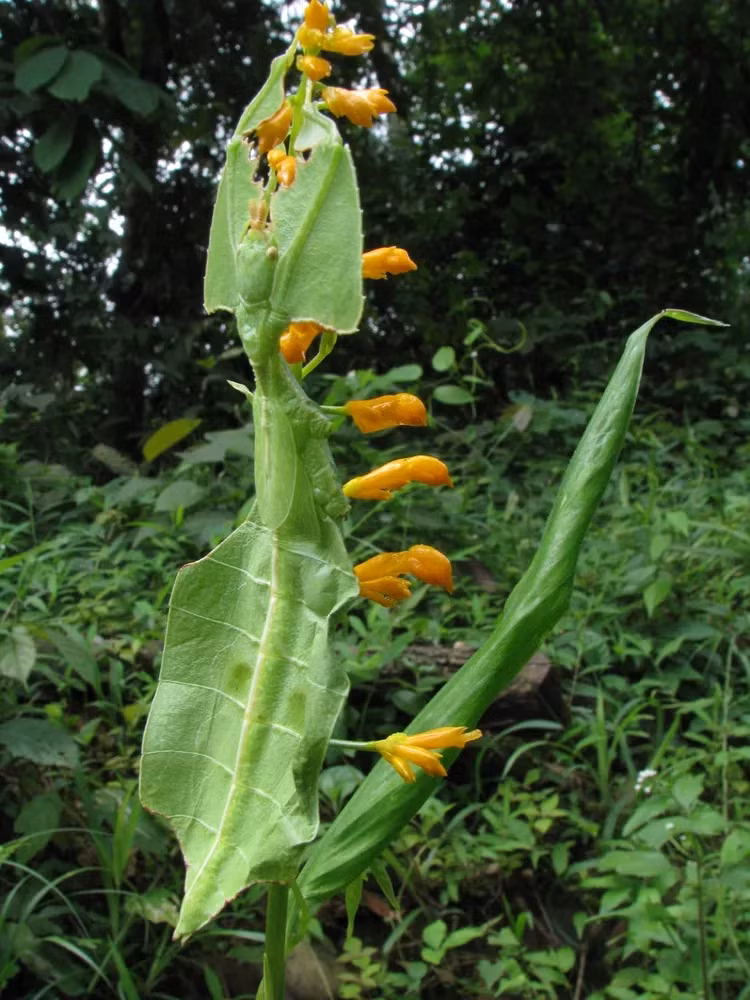 7. Bọ lá: Bọ lá: Có họ hàng với bọ que nhưng lại thuộc họ riêng của chúng (Phylliidae). Như tên gọi của loài, chúng đã tiến hóa để bắt chước lá cây thay vì que, gậy. Cơ thể dài của bọ lá cho phép chúng có hình dạng của một nhánh cây có lá, có thể nói khả năng ngụy trang của chúng đặc biệt tiên tiến. Bọ lá thậm chí có thể lắc lư qua lại như một cành cây để hòa nhập hơn.