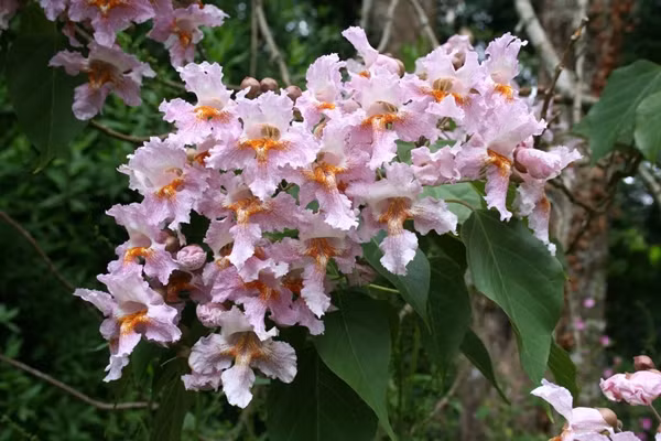 Cây Mãn châu Catalpa hay là cây gỗ thu (tên khoa học là Catalpa bungei) có hình dáng cao lớn, thẳng tắp với tán lá rộng và cành lá sum suê. Vỏ cây màu xám nâu, có những đường nứt dọc, tạo cảm giác cổ kính và bền bỉ.