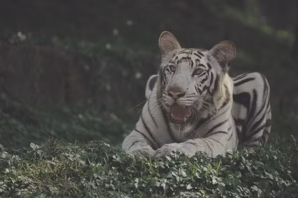Theo tìm hiểu, Trong văn hóa dân gian của Ấn Độ, hổ không chỉ là một biểu tượng của quyền lực và sức mạnh mà còn là loài động vật linh thiêng được người dân tôn sùng qua nhiều thế kỷ. Hổ nhạt hay hổ trắng - biến thể màu sắc đặc biệt, đã trở thành trung tâm của nhiều truyền thuyết và tín ngưỡng, thu hút sự tôn kính và kỳ bí trong lòng người dân bản địa.