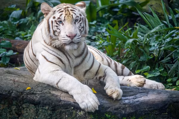 Các chương trình bảo tồn loài hổ, đặc biệt là hổ Bengal, được coi là nỗ lực không chỉ để bảo vệ đa dạng sinh học mà còn để gìn giữ những giá trị tâm linh và văn hóa mà loài hổ đại diện.