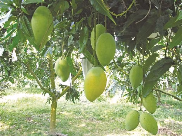Thế nhưng, dù là xoài chín hay xoài xanh, cũng tuyệt đói tránh sử dụng khi đói bụng. Vị chua của loại quả này sẽ gây kích thích dạ dày làm tăng dịch vị và nguy cơ mắc bệnh đường ruột. Hơn thế nữa, nó dễ dẫn đến nguy cơ bị say, ngộ độc tạm thời khi sử dụng lúc đói.