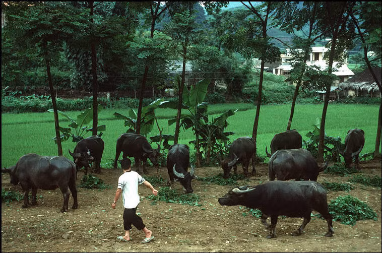 Một góc khu bán trâu bò ở chợ phiên Trà Lĩnh, 1995. Ảnh: Magnumphotos.com.