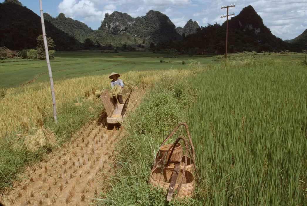Cánh đồng ở thung lũng dưới chân đèo Mã Phục, 1995. Ảnh: Magnumphotos.com.