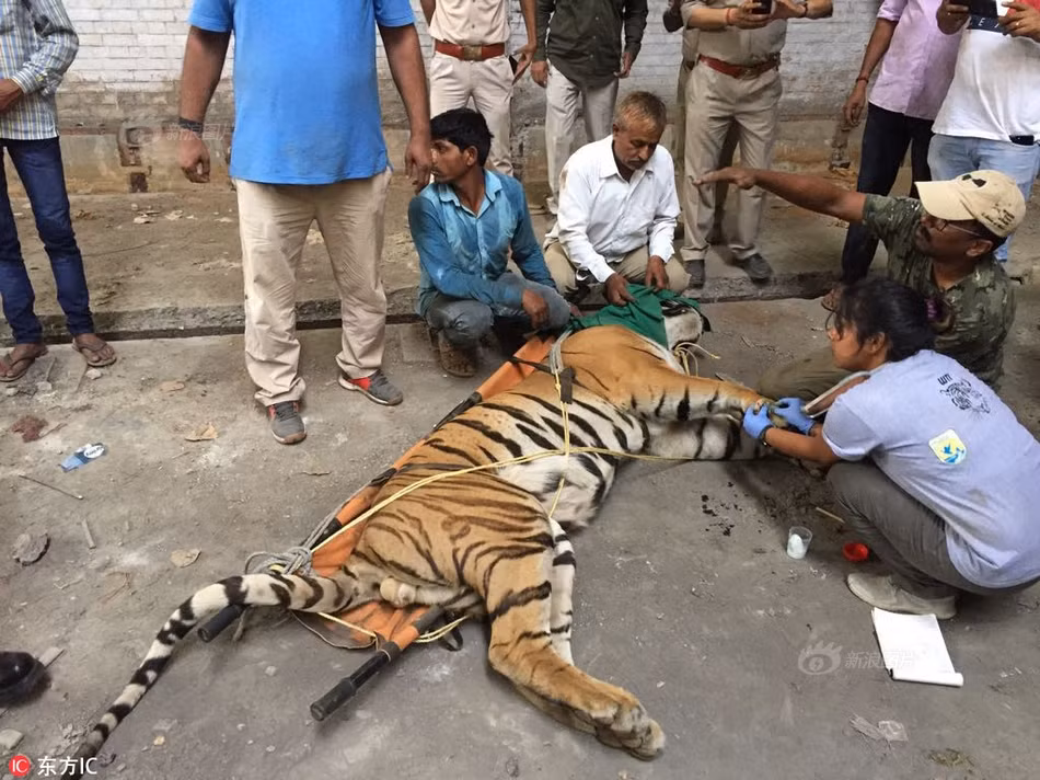 Mới đây, tại bang Uttar Pradesh, Ấn Độ, người dân và các nhân viên cứu hộ động vật hoang dã địa phương đã giải cứu một con hổ vằn đực, giúp nó thoát khỏi cuộc sống kiệt quệ, phải lẩn trốn hết lần này đến lần khác.