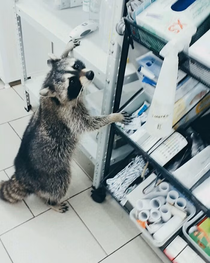 Được biết, gấu mèo Yasha được bác sĩ Aleksei Krotov và vợ mua lại từ nơi có điều kiện sống vô cùng tồi tệ tại quận Krasnodar.
