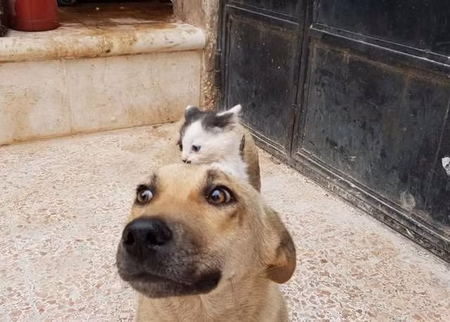 Chúng cùng ăn, cùng chơi, cùng ngủ và cùng chia sẻ những giây phút ngọt ngào, vui vẻ với nhau.