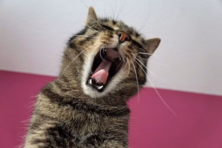 Giọng hát của cô Heather Webb khiến hàng xóm bị stress.