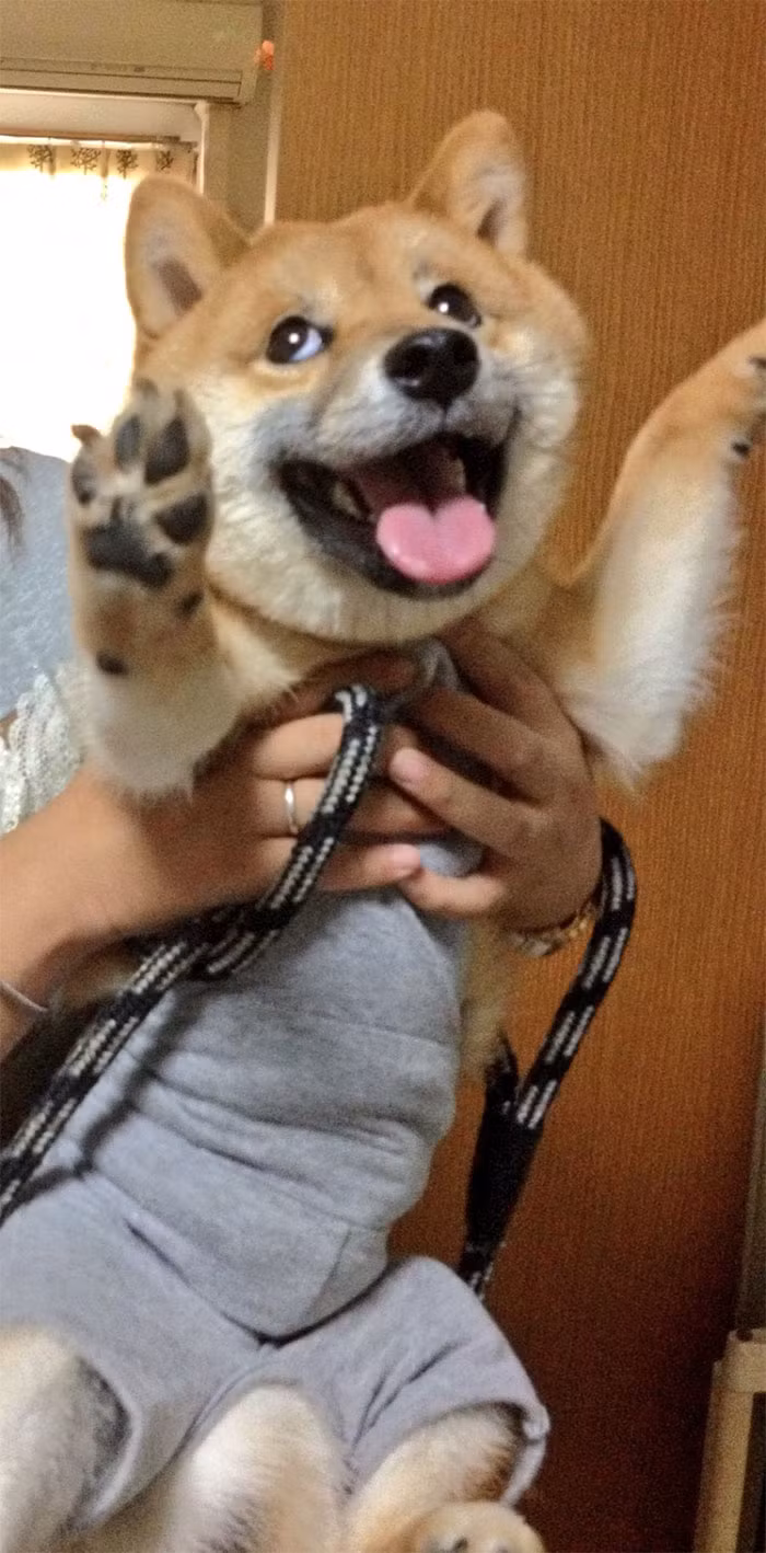 Không còn gì thích thú hơn việc đi chơi về được ăn món mình thích, chó cưng Shiba Inu thể hiện vẻ mặt vô cùng hớn hở.