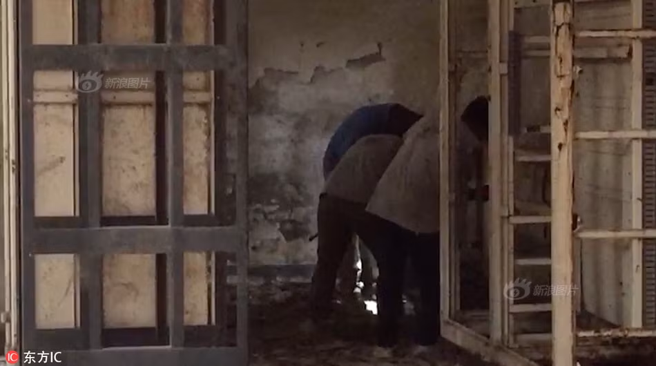 Tại đó, con hổ vừa ẩn thân, vừa cố gắng tồn tại thế nhưng tình huống ngày một xấu đi.