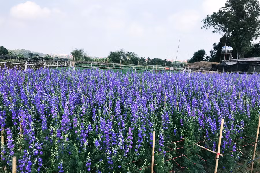 Violet là loài hoa nổi tiếng đến từ Mỹ và Hy Lạp, cũng được trồng ở làng hoa Tây Tựu và bung nở dịp Tết Nguyên đán 2020.