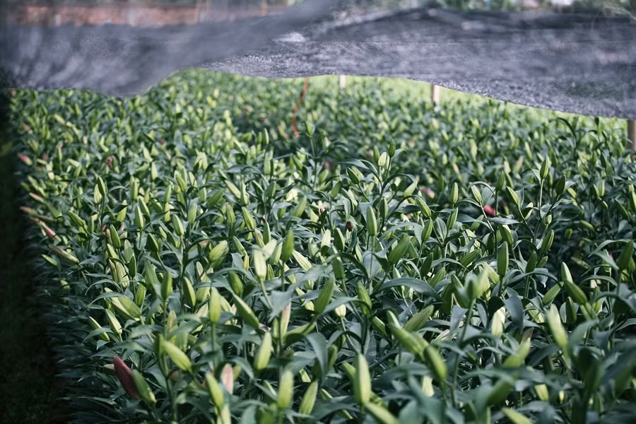 Người dân trồng hoa ly tại Tây Tựu năm nay không cần phải bán tháo với giá rẻ giống như ở thời điểm cận Tết Nguyên đán năm 2019.