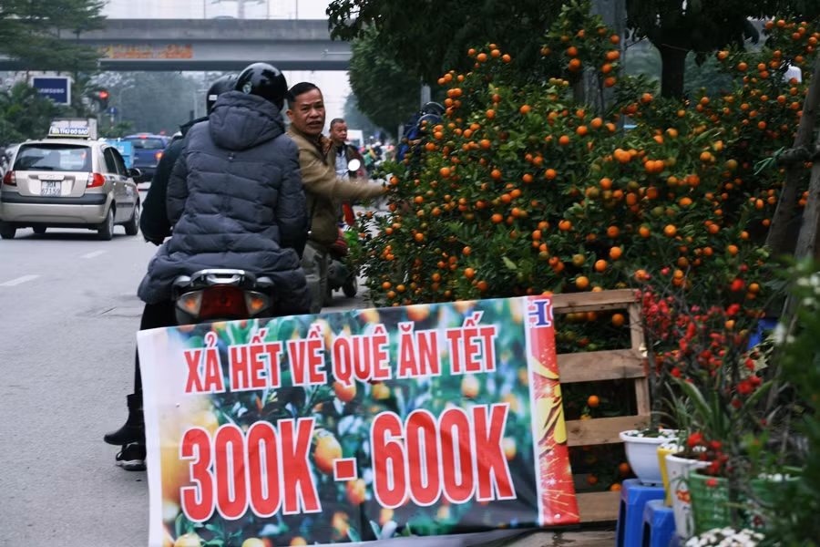 Một số chủ vườn khác trên Dương Đình Nghệ (đối diện Keangnam) còn thông báo "xả hết về quê ăn Tết" và công khai luôn mức giá bán từ 300-600 nghìn đồng/cây.