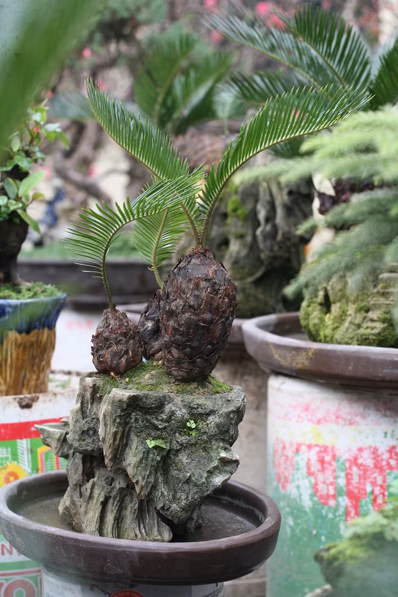 Van tue bonsai choi Tet co truyen gia ca chuc trieu dong/chau-Hinh-2