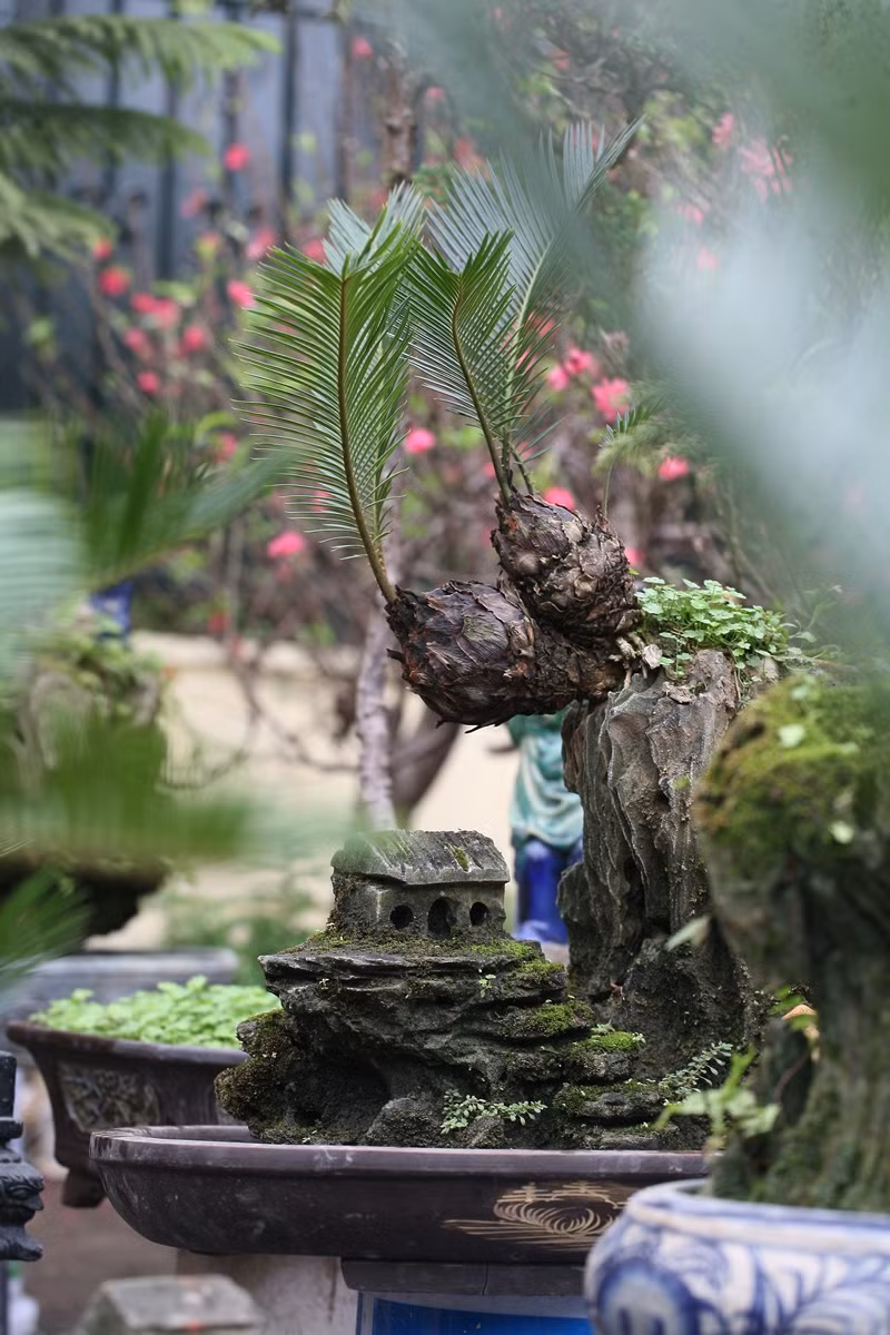 Cây vạn tuế có vóc dáng uy nghi, cao quý mang ý nghĩa mang lại sự bền vững và hưng thịnh lâu dài cho sự nghiệp nên được khá nhiều người quan tâm.