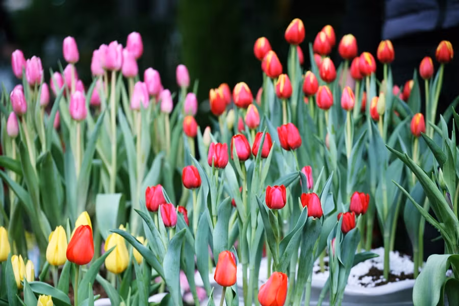 Sắc hoa tulip rực rỡ trên đường Hoàng Hoa Thám.