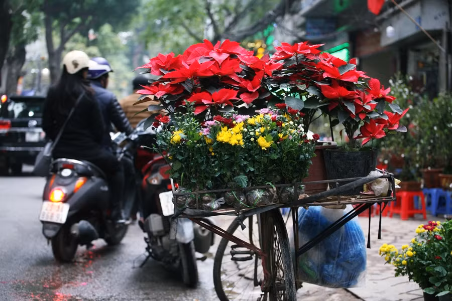 Hoa được các chủ vườn đưa đến Hoàng Hoa Thám liên tục.